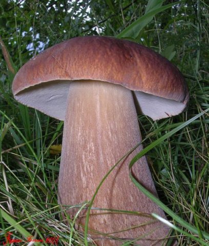 boletus edulis-slovenia